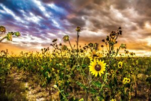 Sunflower Field in Fremont County