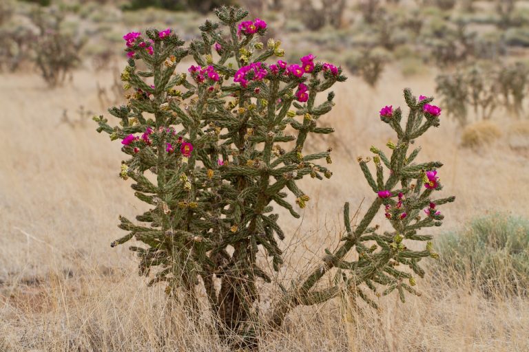 Tree Cholla Royal Region