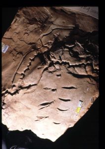 Trace fossil, Arichonmorphicus Fosso