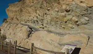 Fossils on Rocks
