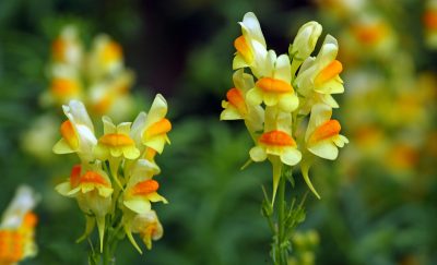 toadflax